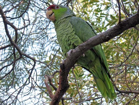 Birding the Arizona-Sonora Desert Museum