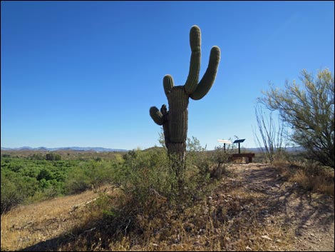 Hassayampa River Preserve