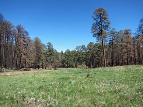 Rustler Park