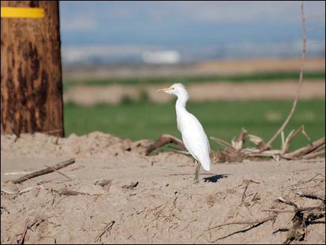 Salton Sea Farm Fields