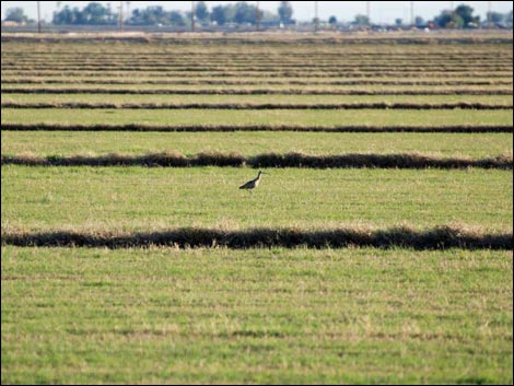 Salton Sea Farm Fields