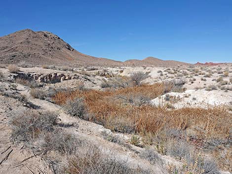 Blue Point Spring