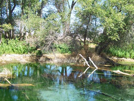 Crystal Springs