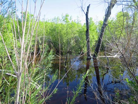 Warm Springs Natural Area