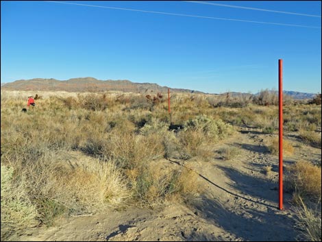 Shoshone Red Birding Trail
