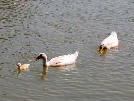 Floyd Lamb Park