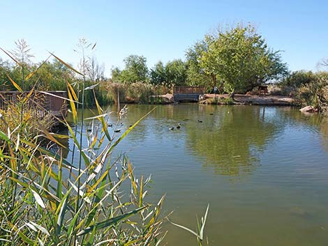 Clark County Wetlands Park