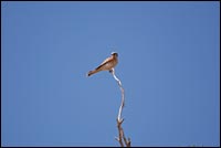 American Kestrel on Stick