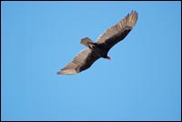 Turkey Vulture in Flight