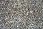 Desert Pavement - Medium