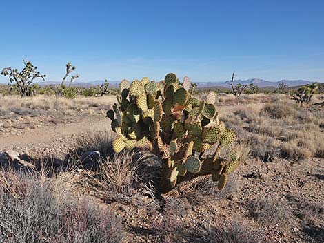 Searchlight Pricklypear (Opuntia curvispina)