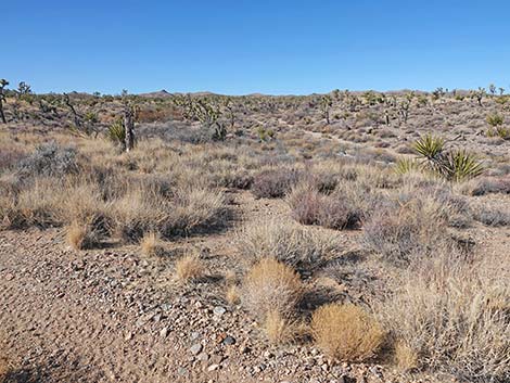Grasslands Trail