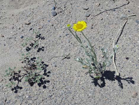 Desert Dry Lake Dunes