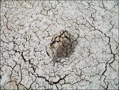 Desert Dry Lake Corral