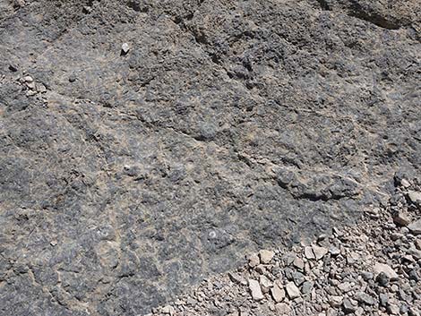Fossil Ridge Snail Site