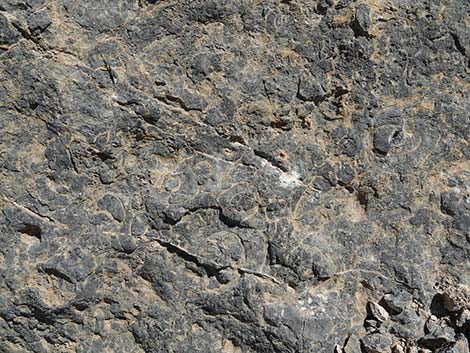 Fossil Ridge Snail Site