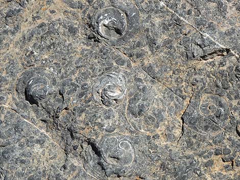 Fossil Ridge Snail Site