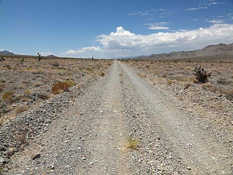 Alamo Road