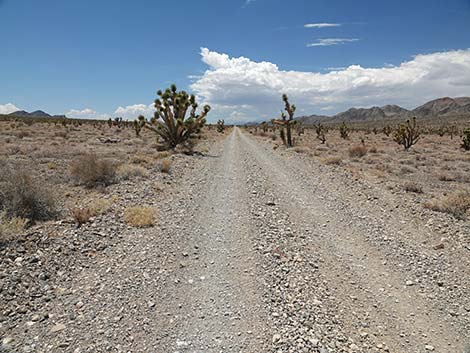 Alamo Road