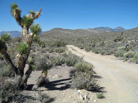 Deadhorse Road