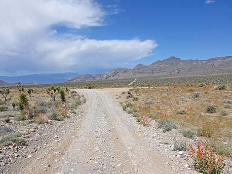 Mormon Well Road