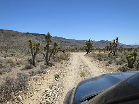 Pine Nut Road