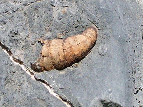 yucca peak fossils