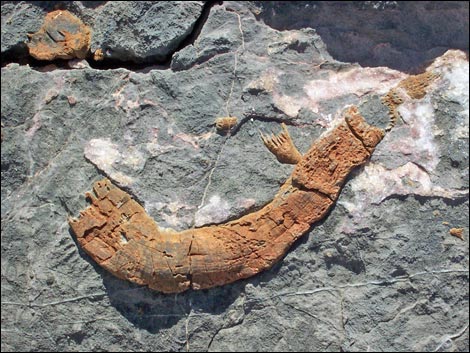Yucca Peak Fossils