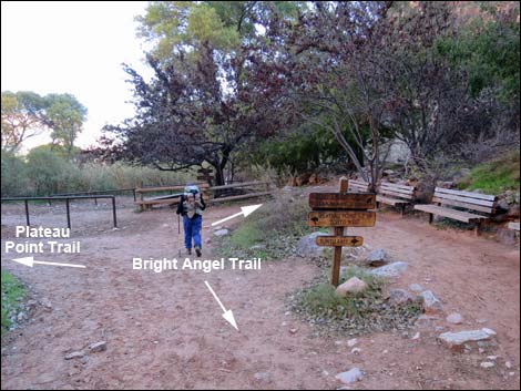 Plateau Point Trail