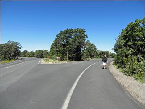 Rim Trail