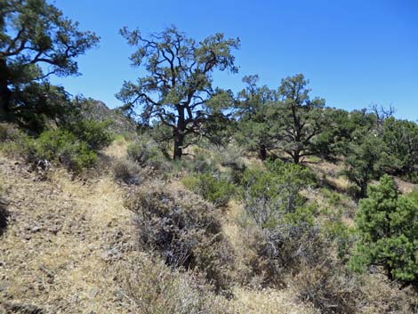 Billy Goat Peak