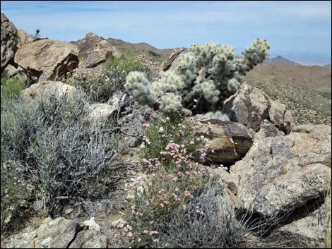 Jumbo Springs Wilderness