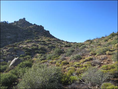 Jumbo Ridge Loop
