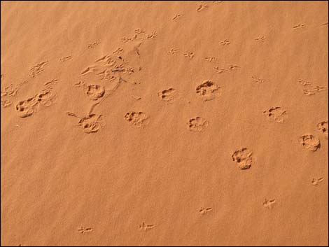 Mud Wash Dunes
