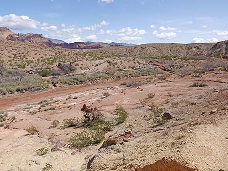 Red Bluff Spring