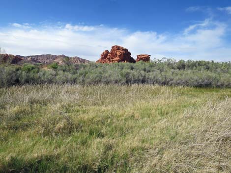 Red Rock Springs