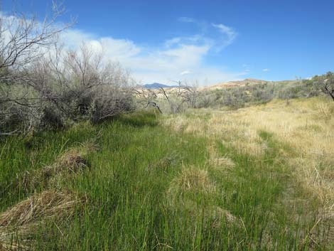 Red Rock Springs