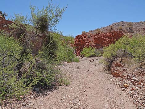 Cottonwood Spring