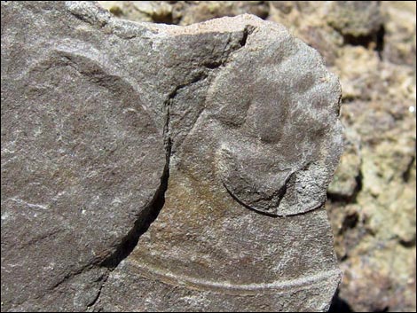 Frenchman Mountain Trilobite Quarry