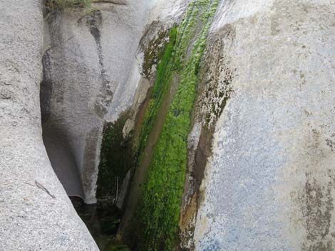 Grapevine Canyon