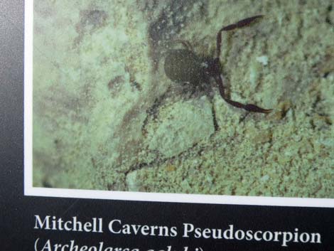 Mitchell Caverns Trail