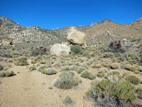 Silver Peak