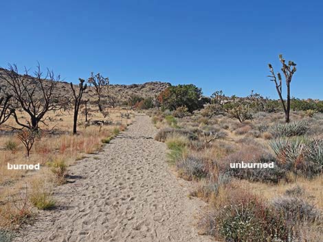 Teutonia Peak Trail