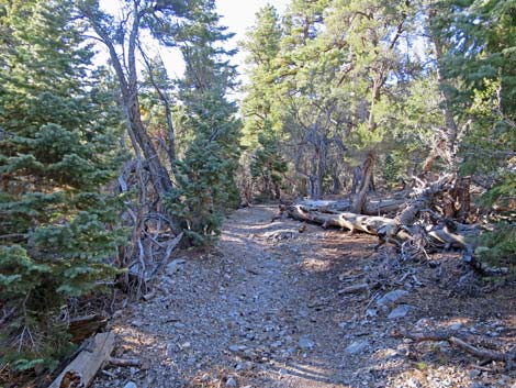 Bonanza Peak Trail