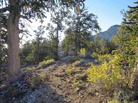 Bonanza Trail