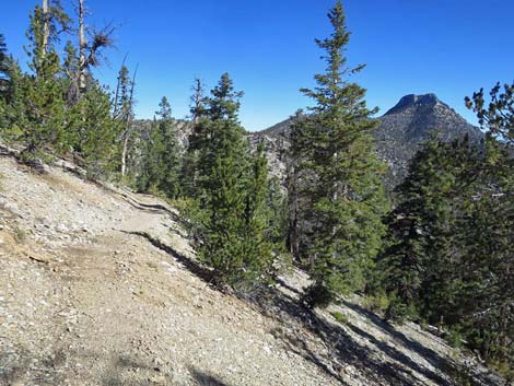 Bonanza Trail