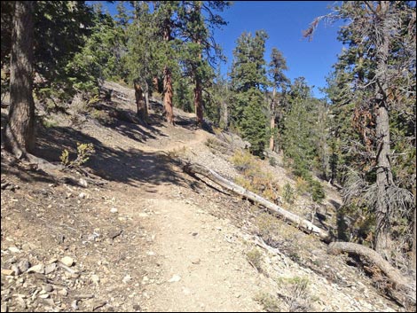 Bonanza Trail