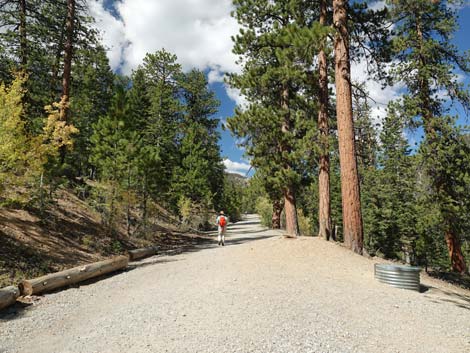 Bristlecone Trail