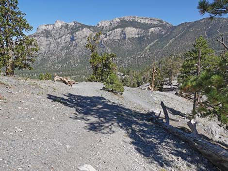 Bristlecone Trail