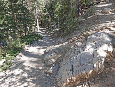 Bristlecone Trail